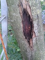 Vorstscheur in Notenboom